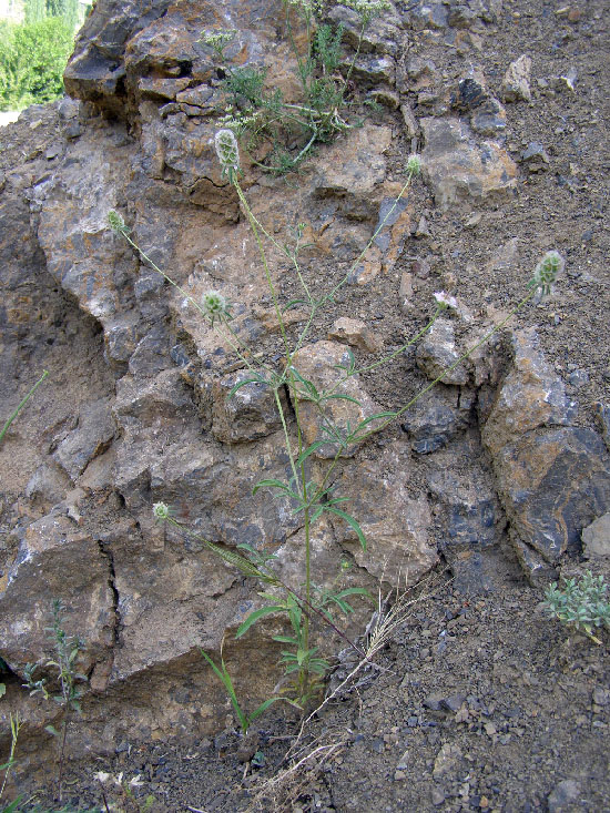 Image of Lomelosia micrantha specimen.