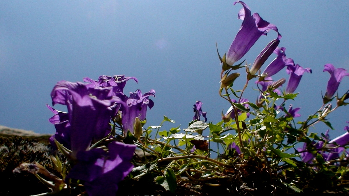 Image of Campanula bayerniana specimen.