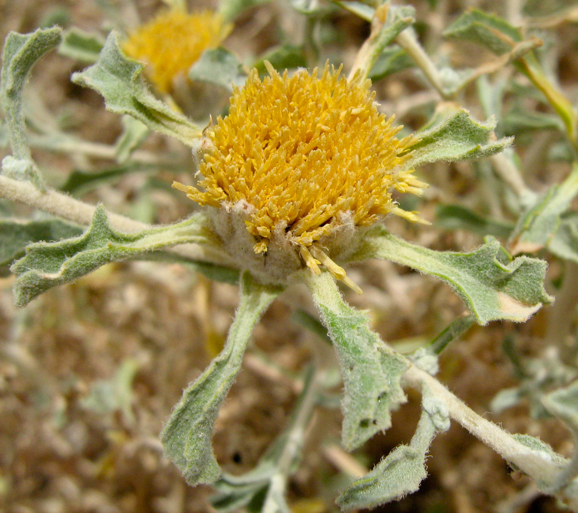 Image of Anvillea garcinii specimen.