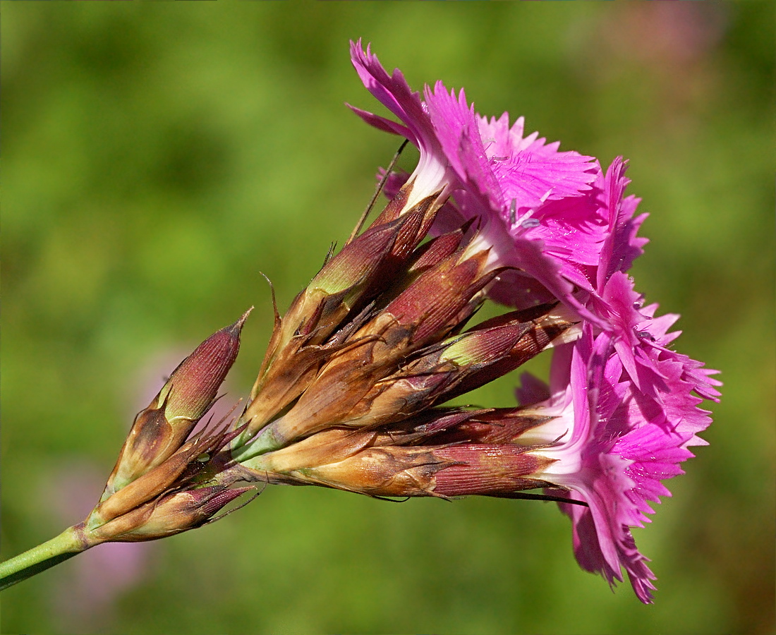 Изображение особи Dianthus carthusianorum.