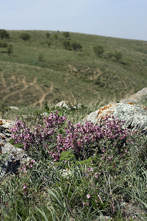 Image of Cerasus tianshanica specimen.