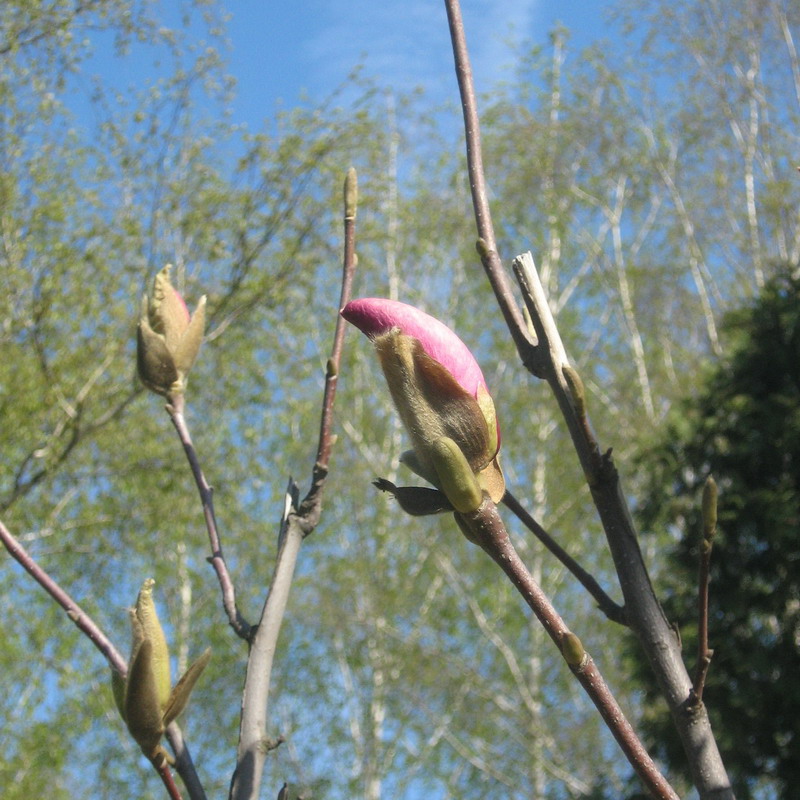 Image of Magnolia &times; soulangeana specimen.