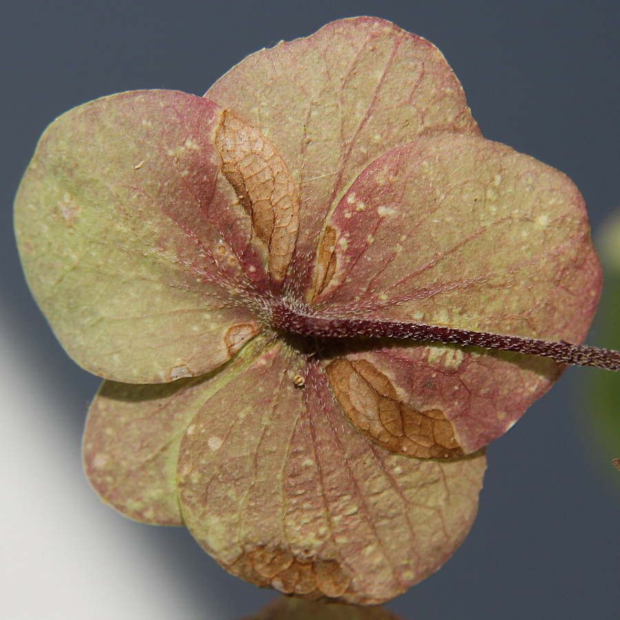 Image of Hydrangea aspera specimen.