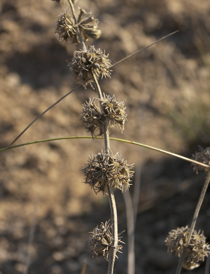 Image of Marrubium parviflorum specimen.