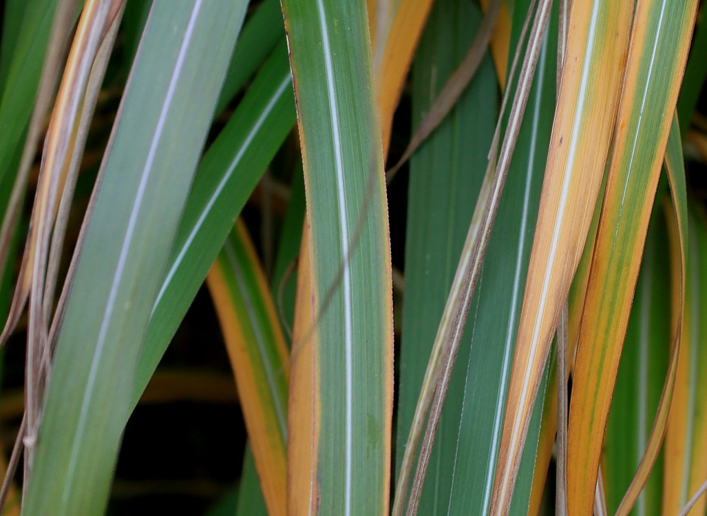 Изображение особи Miscanthus sinensis.