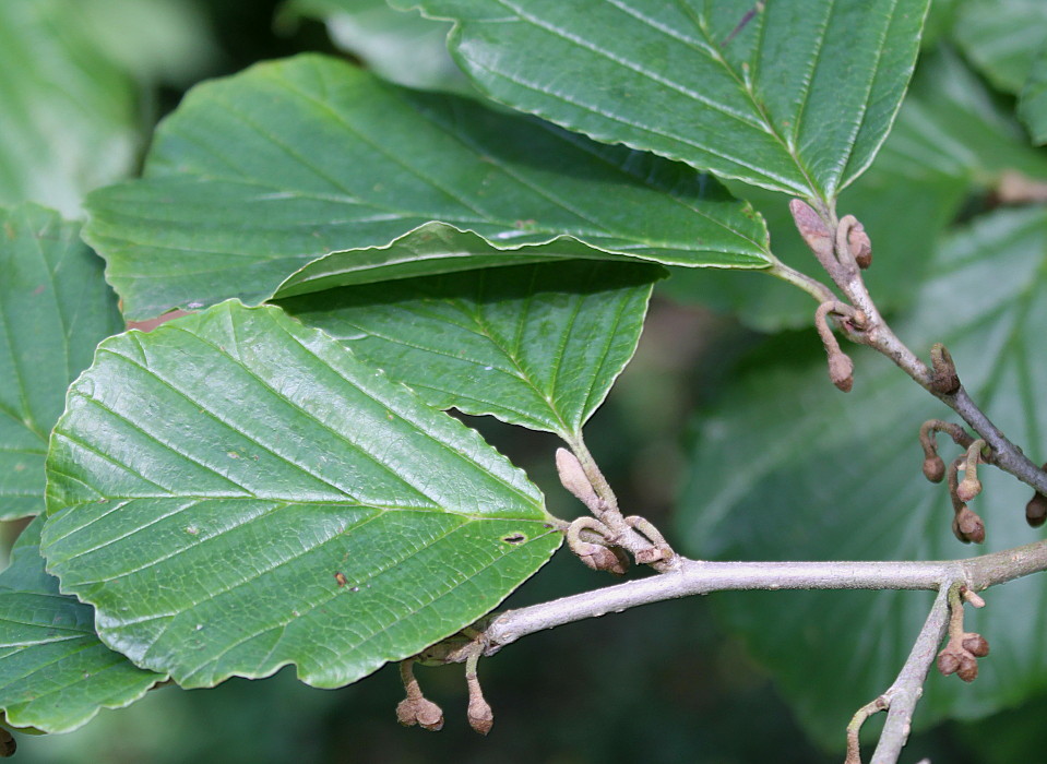 Изображение особи род Hamamelis.