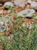 Telephium imperati. Цветущее растение. Israel, Mount Hermon. 09.07.2011.