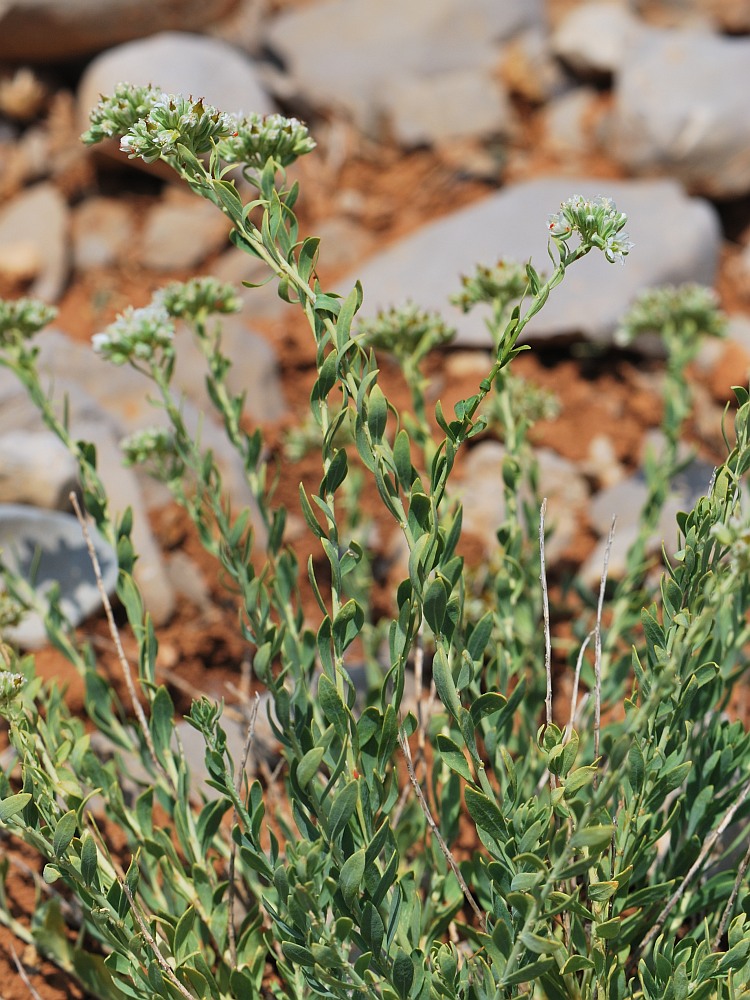 Image of Telephium imperati specimen.