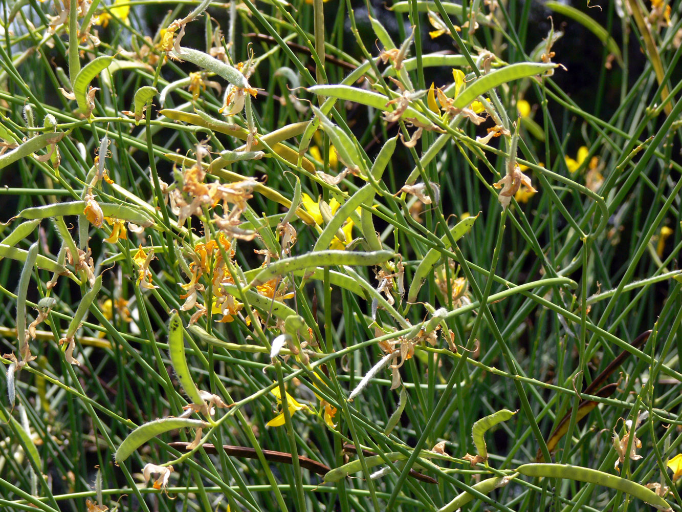 Image of Spartium junceum specimen.