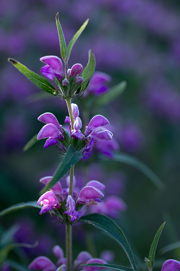 Image of Phlomis pungens specimen.