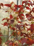 Смотреть изображение Eugenia uniflora
