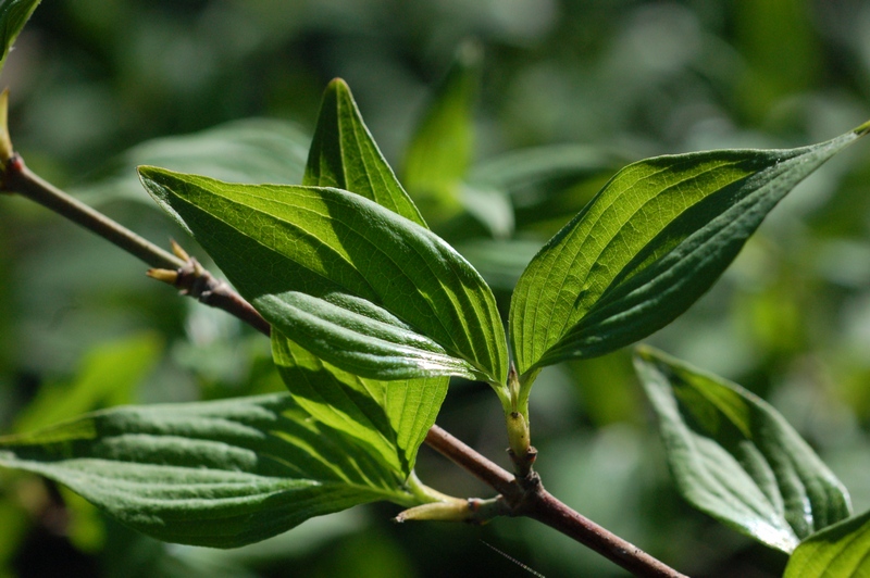 Изображение особи Cornus mas.