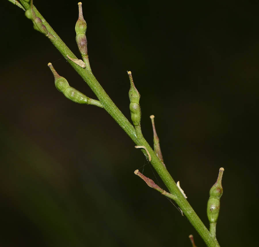 Image of Erucaria microcarpa specimen.