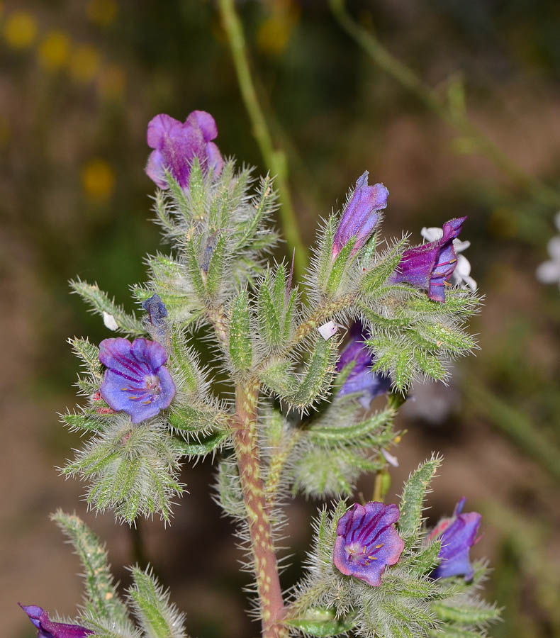 Image of Echium rauwolfii specimen.