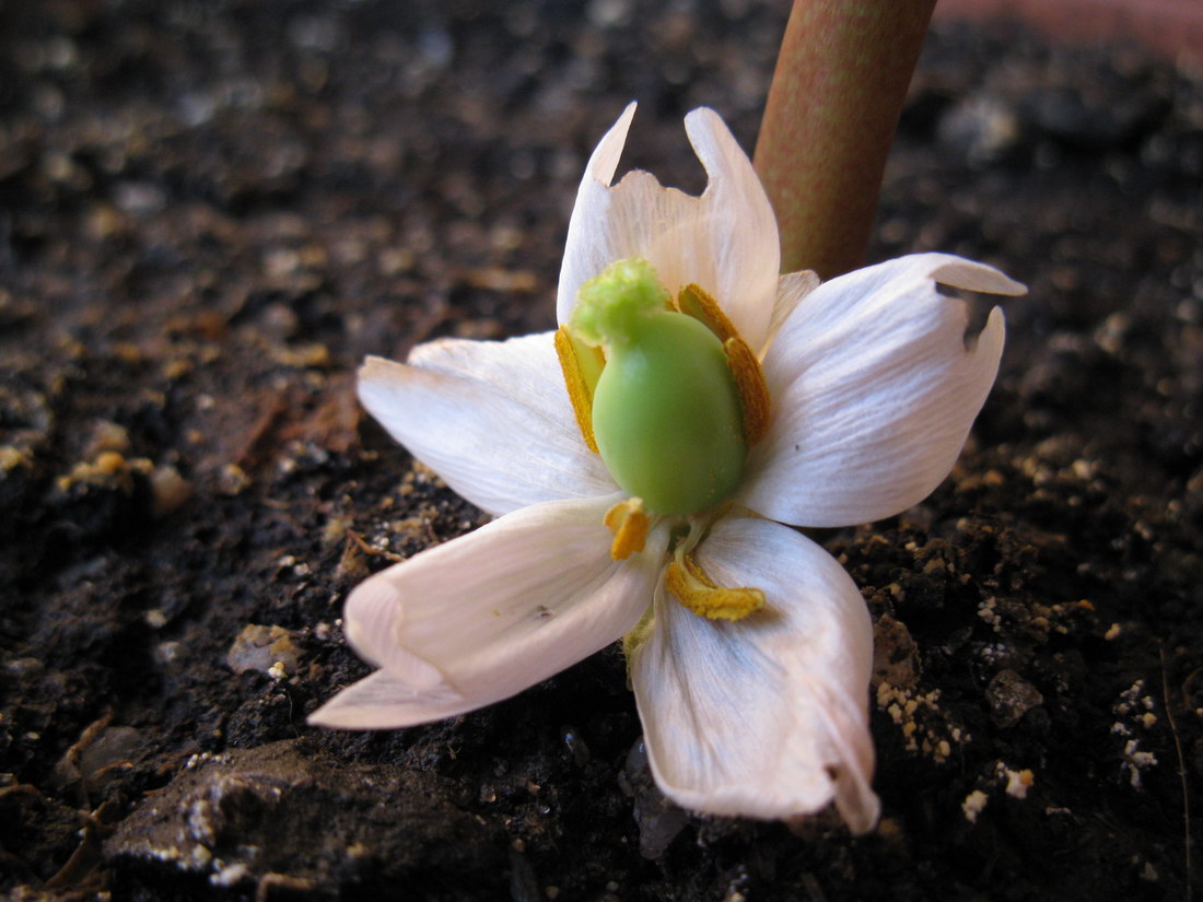 Image of Sinopodophyllum hexandrum specimen.