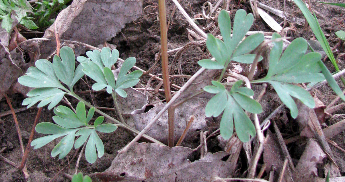 Изображение особи Corydalis caucasica.