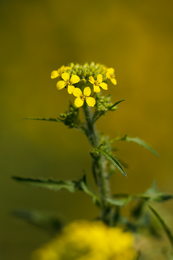 Изображение особи Sisymbrium loeselii.