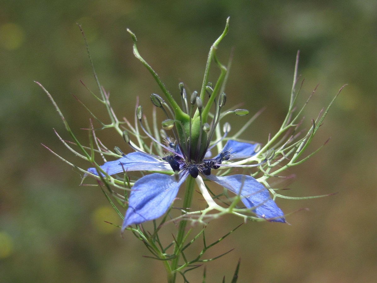 Изображение особи Nigella damascena.