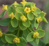 Euphorbia jenisseiensis