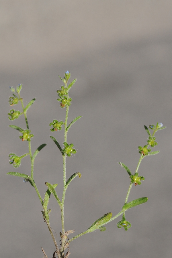 Изображение особи Rochelia leiosperma.