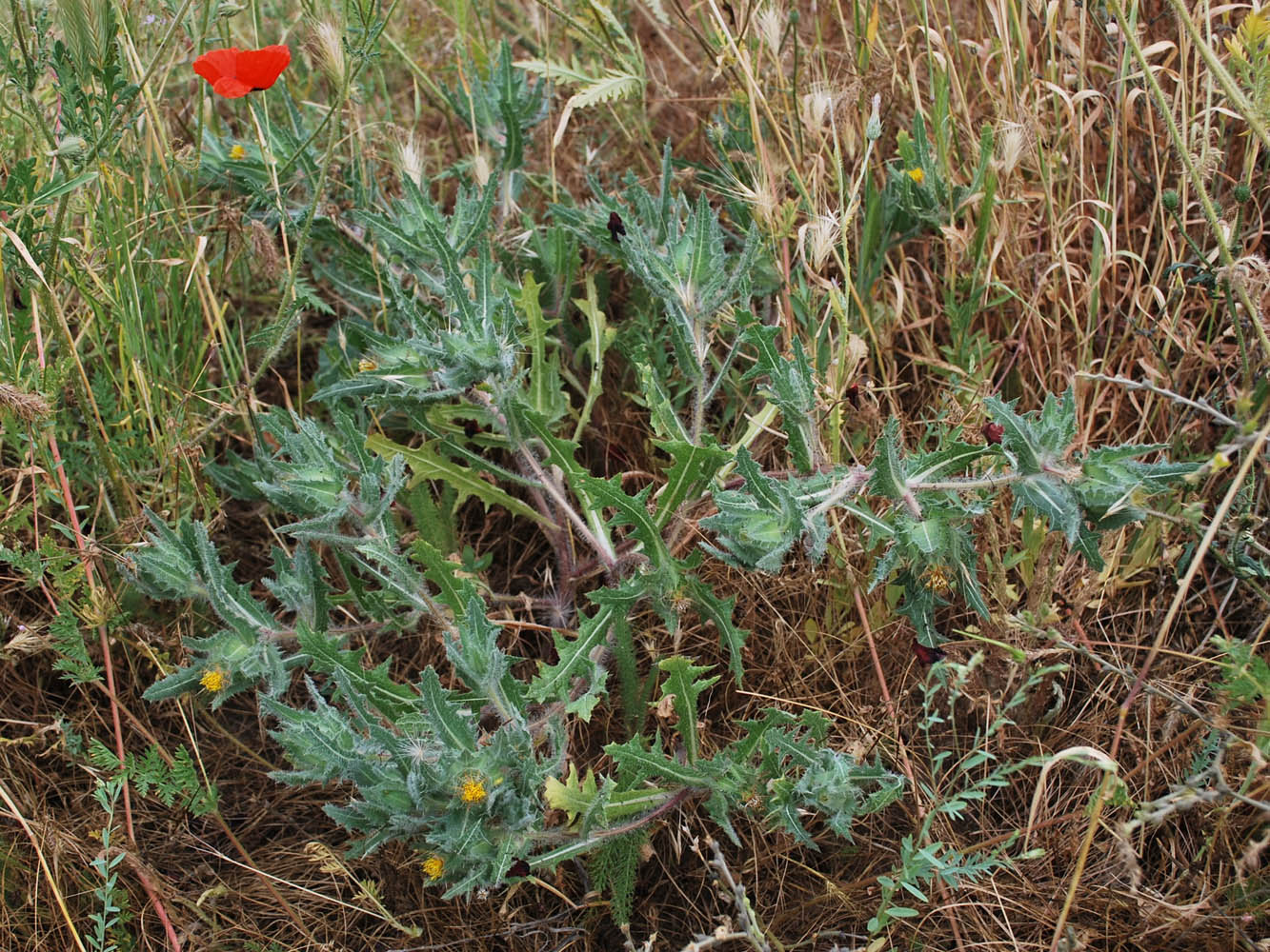 Image of Centaurea benedicta specimen.