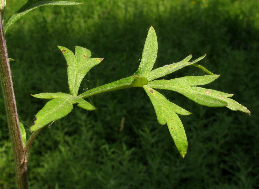 Image of Artemisia argyi specimen.