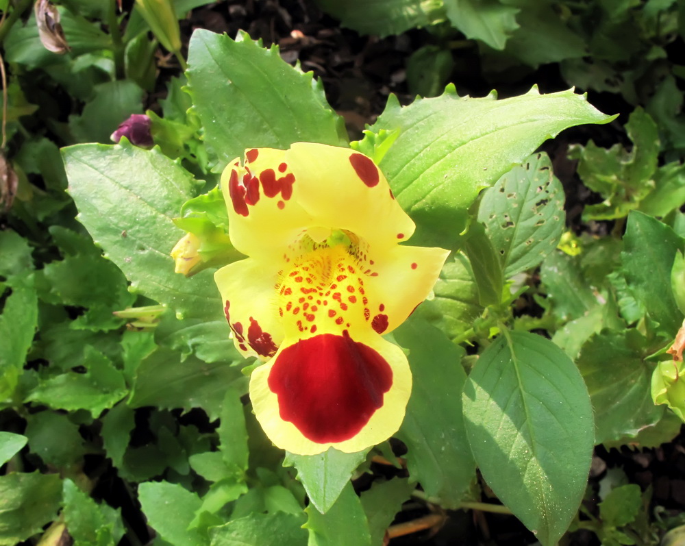 Image of genus Mimulus specimen.