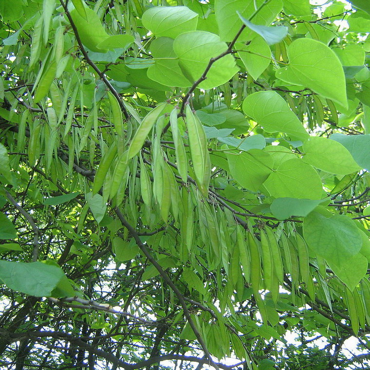 Изображение особи Cercis canadensis.