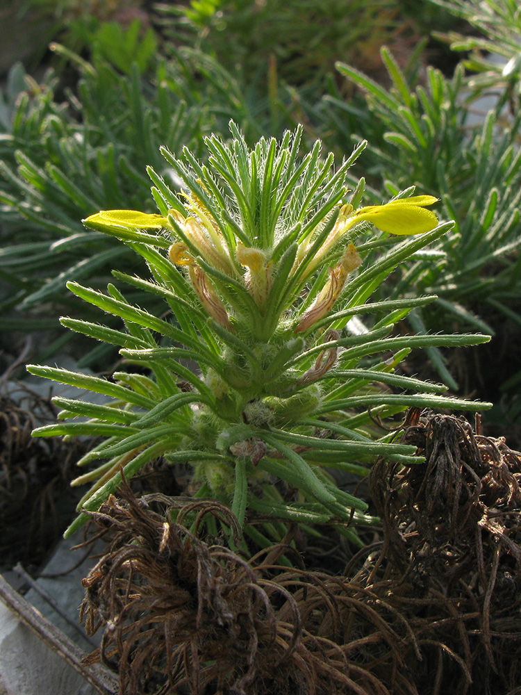 Image of Ajuga chia specimen.