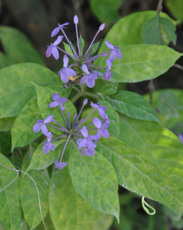 Image of Pseuderanthemum crenulatum specimen.