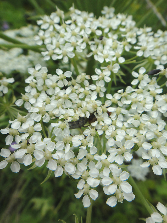 Изображение особи Pleurospermum uralense.