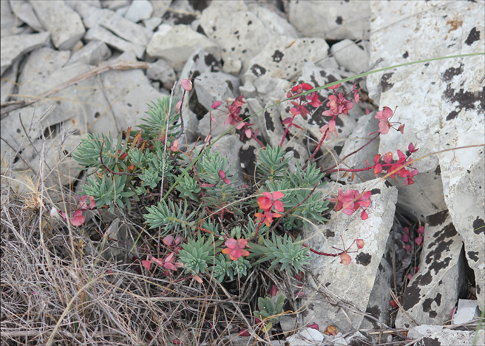 Изображение особи Euphorbia petrophila.