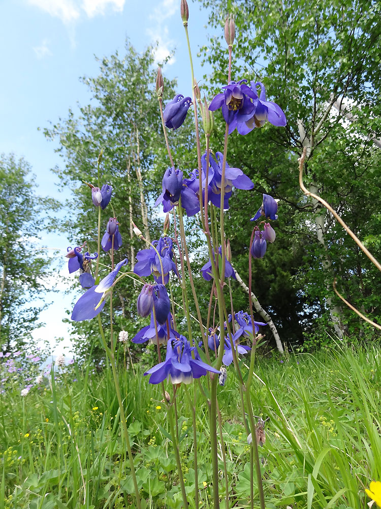 Изображение особи Aquilegia sibirica.