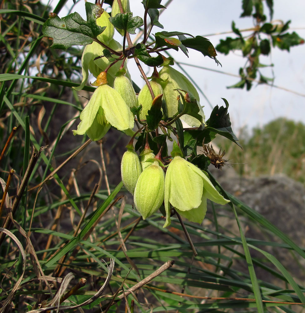 Image of Clematis cirrhosa specimen.