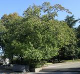 Liquidambar styraciflua. Плодоносящее дерево. Германия, г. Essen, Grugapark. 29.09.2013.