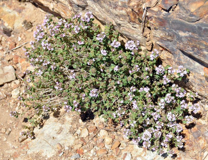 Image of Thymus kotschyanus specimen.