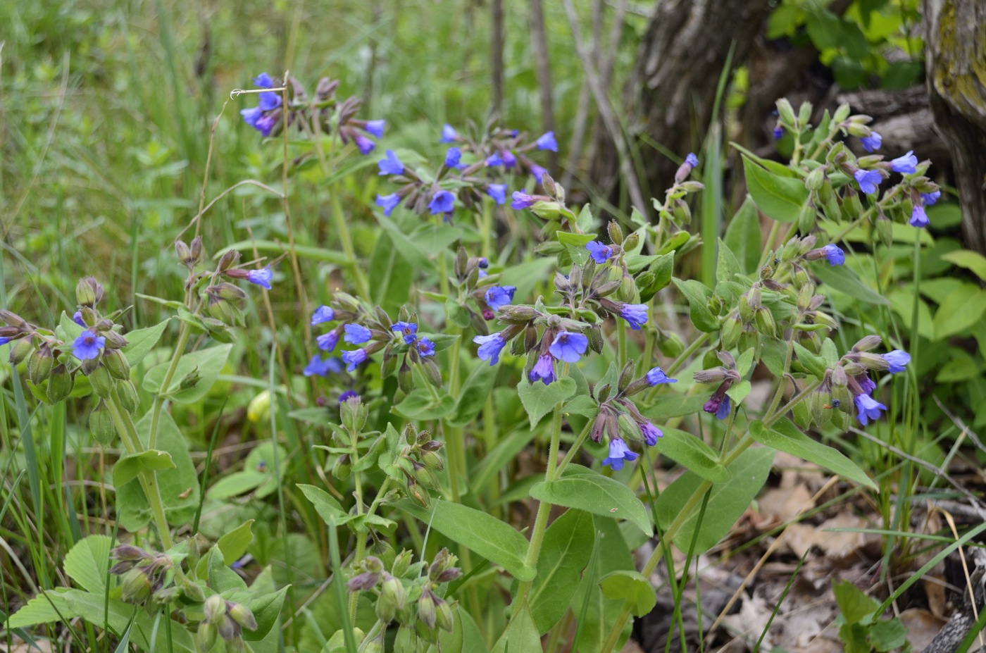 Image of Pulmonaria mollis specimen.