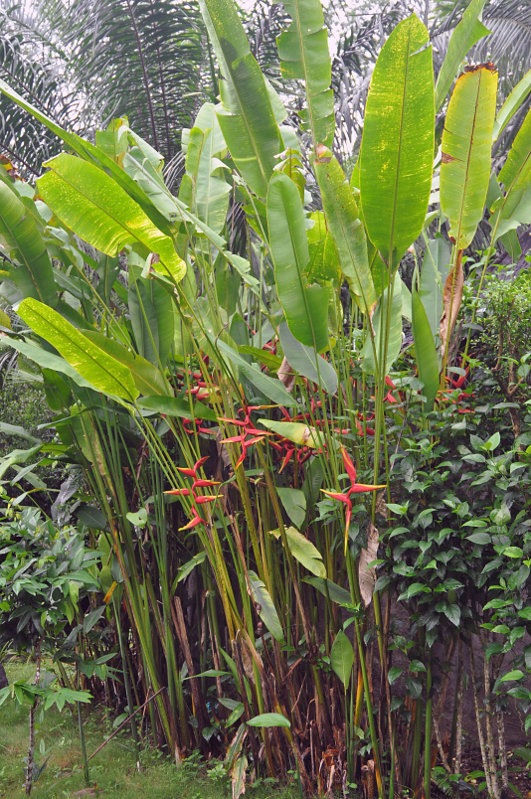 Image of Heliconia &times; rauliniana specimen.