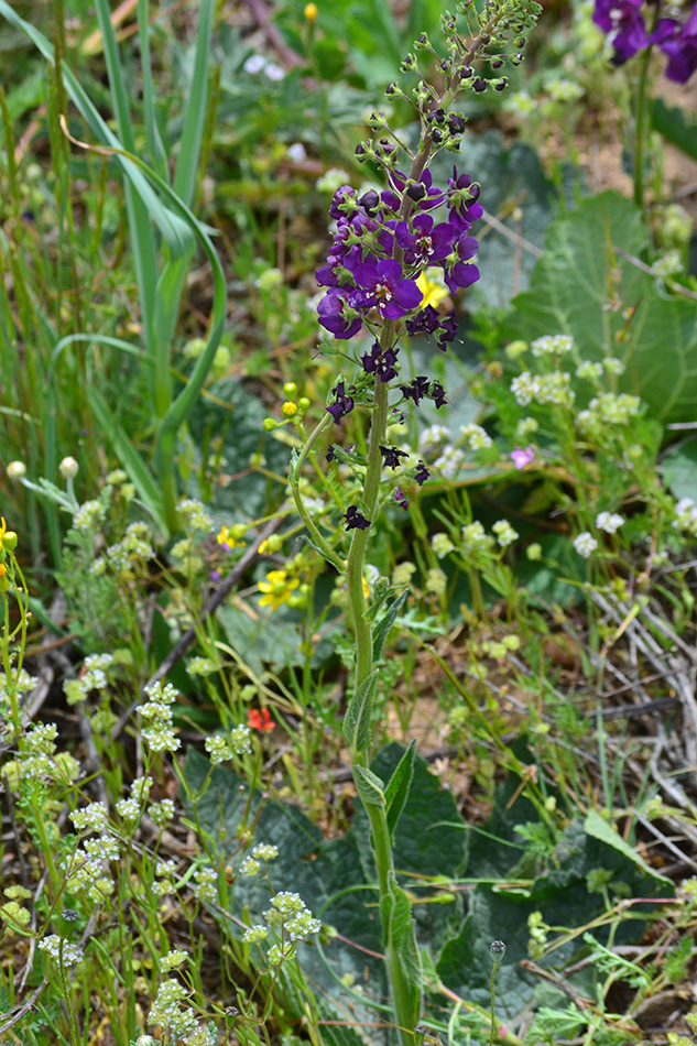 Image of Verbascum phoeniceum specimen.