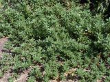 Amaranthus blitoides. Вегетирующее растение на краю тротуара. Узбекистан, г. Ташкент. 17 августа 2008 г.
