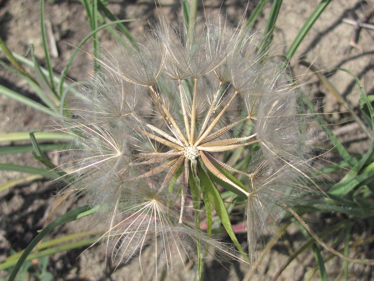 Изображение особи Tragopogon pusillus.