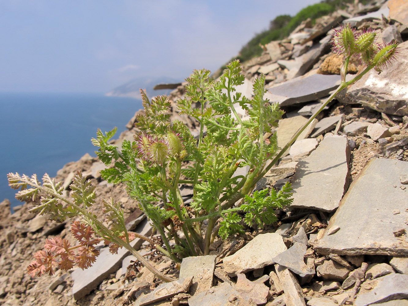 Image of Orlaya daucoides specimen.