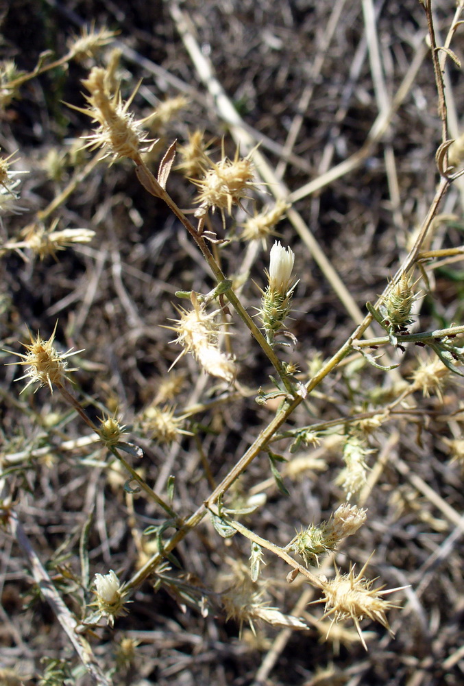 Image of Centaurea diffusa specimen.