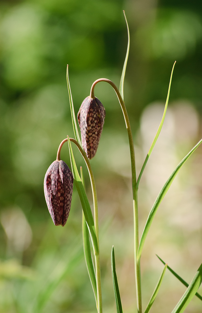 Изображение особи Fritillaria meleagris.