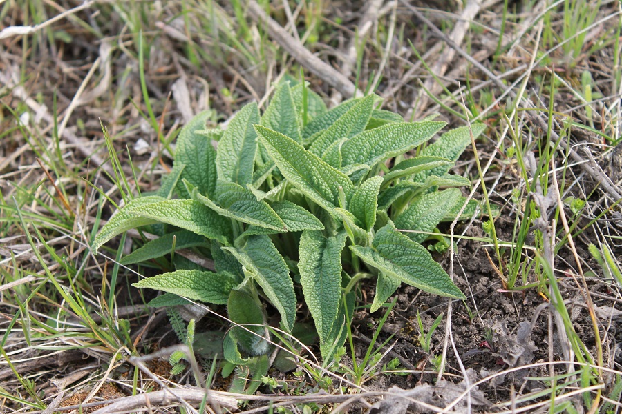 Image of Phlomis pungens specimen.