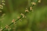 Rumex conglomeratus. Часть побега с соплодиями. Молдова, Каларашский р-н, лес возле с. Бравичи. 26.06.2014.