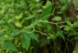 Aconogonon limosum. Верхушка расцветающего растения. Приморский край, Шкотовский р-н, окр. пос. Шкотово, правый берег р. Шкотовки, полидоминантный долинный лес. 10.07.2014.