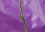 Listera pinetorum