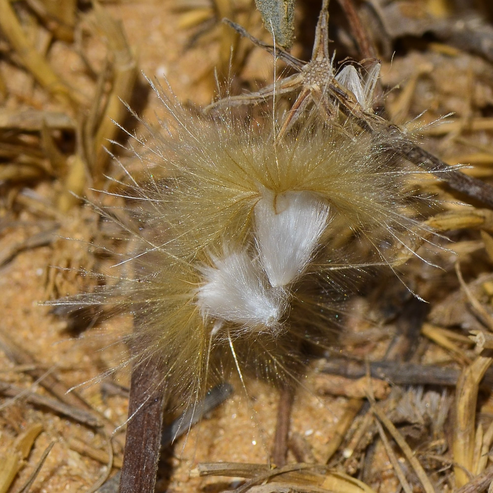 Image of Atractylis carduus specimen.