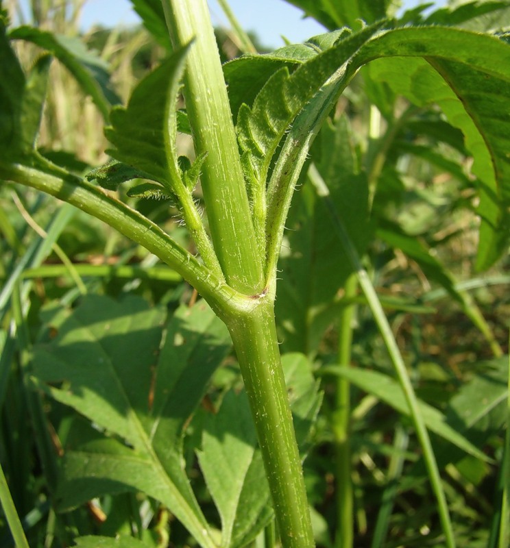 Image of Bidens tripartita specimen.